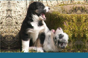 Welpenglück – Hundekinder wegweisend begleiten